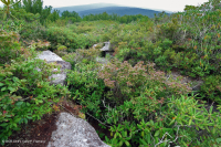 Brezo mixto del sur de los Apalaches calvo - CEGL003814