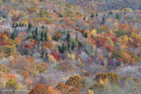 Bosque de frondosas del norte de los Apalaches del sur - CEGL007285 Bosque de frondosas del norte de los Apalaches del sur - CEGL007285