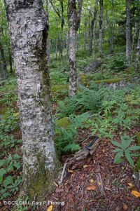 Bosque de frondosas del norte de los Apalaches del sur - CEGL007285 Bosque de frondosas del norte de los Apalaches del sur - CEGL007285