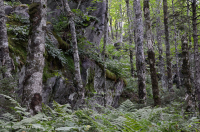 Bosque de frondosas del norte de los Apalaches del sur - CEGL007285 Bosque de frondosas del norte de los Apalaches del sur - CEGL007285