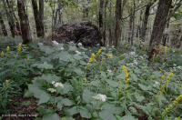 Bosque de frondosas del norte de los Apalaches del sur - CEGL007285 Bosque de frondosas del norte de los Apalaches del sur - CEGL007285