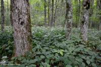 Bosque de frondosas del norte de los Apalaches del sur - CEGL007285 Bosque de frondosas del norte de los Apalaches del sur - CEGL007285