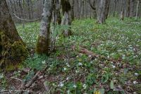 Bosque de frondosas del norte de los Apalaches del sur - CEGL007285 Bosque de frondosas del norte de los Apalaches del sur - CEGL007285