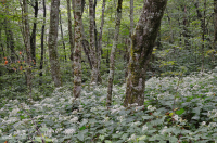 Bosque de frondosas del norte de los Apalaches del sur - CEGL007285 Bosque de frondosas del norte de los Apalaches del sur - CEGL007285