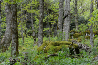 Bosque de frondosas del norte de los Apalaches del sur - CEGL007285 Bosque de frondosas del norte de los Apalaches del sur - CEGL007285