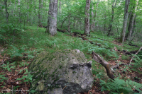 Bosque de frondosas del norte de los Apalaches del sur - CEGL007285 Bosque de frondosas del norte de los Apalaches del sur - CEGL007285