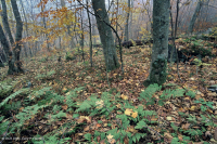 Bosque de frondosas del norte de los Apalaches del sur - CEGL007285 Bosque de frondosas del norte de los Apalaches del sur - CEGL007285