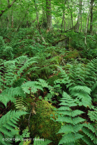 Bosque de frondosas del norte de los Apalaches del sur - CEGL007285 Bosque de frondosas del norte de los Apalaches del sur - CEGL007285