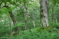 Bosque de frondosas del norte de los Apalaches del sur - CEGL007285 Bosque de frondosas del norte de los Apalaches del sur - CEGL007285