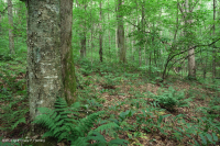 Bosque de frondosas del norte de los Apalaches del sur - CEGL007285 Bosque de frondosas del norte de los Apalaches del sur - CEGL007285