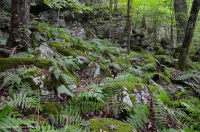 Bosque de frondosas del norte de los Apalaches del sur - CEGL007285 Bosque de frondosas del norte de los Apalaches del sur - CEGL007285