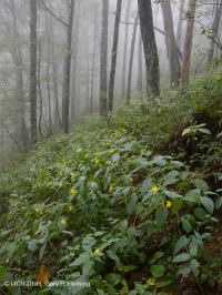 Bosque de frondosas del norte de Cumberland Mountain - CEGL004417 Bosque de frondosas del norte de Cumberland Mountain - CEGL004417