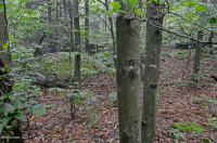 Haya Seca-Mésica del Nordeste - Bosque de Cicuta - CEGL006088 Haya Seca-Mésica del Nordeste - Bosque de Cicuta - CEGL006088