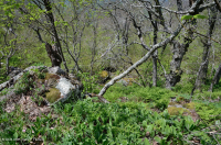 Bosque de frondosas del norte de los Apalaches centrales (abedul amarillo - tipo roble rojo del norte) - CEGL008502 Bosque de frondosas del norte de los Apalaches centrales (abedul amarillo - tipo roble rojo del norte) - CEGL008502