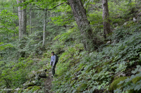 Bosque de frondosas del norte de los Apalaches centrales (abedul amarillo - tipo roble rojo del norte) - CEGL008502 Bosque de frondosas del norte de los Apalaches centrales (abedul amarillo - tipo roble rojo del norte) - CEGL008502