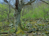 Bosque de frondosas del norte de los Apalaches centrales (abedul amarillo - tipo roble rojo del norte) - CEGL008502 Bosque de frondosas del norte de los Apalaches centrales (abedul amarillo - tipo roble rojo del norte) - CEGL008502