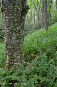 Bosque de frondosas del norte de los Apalaches centrales (arce azucarero - haya - tipo cerezo negro) - CEGL006045 Bosque de frondosas del norte de los Apalaches centrales (arce azucarero - haya - tipo cerezo negro) - CEGL006045