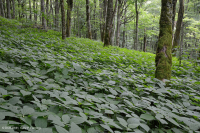 Bosque de cala rico de alta elevación del sur de los Apalaches - CEGL004973 Bosque de cala rico de alta elevación del sur de los Apalaches - CEGL004973