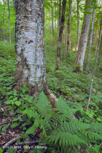 Bosque de cala rico de alta elevación del sur de los Apalaches - CEGL004973 Bosque de cala rico de alta elevación del sur de los Apalaches - CEGL004973