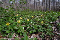 Bosque de cala rico de alta elevación del sur de los Apalaches - CEGL004973 Bosque de cala rico de alta elevación del sur de los Apalaches - CEGL004973
