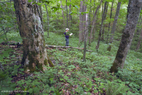 Bosque de cala rico de alta elevación del sur de los Apalaches - CEGL004973 Bosque de cala rico de alta elevación del sur de los Apalaches - CEGL004973