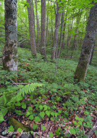 Bosque de cala rico de alta elevación del sur de los Apalaches - CEGL004973 Bosque de cala rico de alta elevación del sur de los Apalaches - CEGL004973