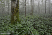 Bosque de cala rico de alta elevación del sur de los Apalaches - CEGL004973 Bosque de cala rico de alta elevación del sur de los Apalaches - CEGL004973
