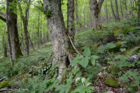 Bosque de cala rico de alta elevación del sur de los Apalaches - CEGL004973 Bosque de cala rico de alta elevación del sur de los Apalaches - CEGL004973