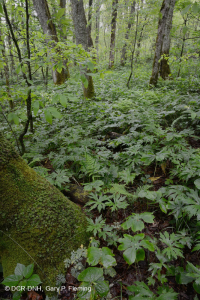 Bosque de cala rico de alta elevación del sur de los Apalaches - CEGL004973 Bosque de cala rico de alta elevación del sur de los Apalaches - CEGL004973