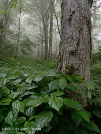 Bosque de cala rico de alta elevación del sur de los Apalaches - CEGL004973 Bosque de cala rico de alta elevación del sur de los Apalaches - CEGL004973