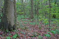 Bosque de cala rico de alta elevación del sur de los Apalaches - CEGL004973 Bosque de cala rico de alta elevación del sur de los Apalaches - CEGL004973