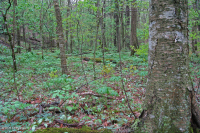 Bosque de cala rico de alta elevación del sur de los Apalaches - CEGL004973 Bosque de cala rico de alta elevación del sur de los Apalaches - CEGL004973