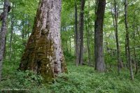 Bosque de cala rico de alta elevación del sur de los Apalaches - CEGL004973 Bosque de cala rico de alta elevación del sur de los Apalaches - CEGL004973