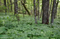 Bosque de cala rico de alta elevación del sur de los Apalaches - CEGL004973 Bosque de cala rico de alta elevación del sur de los Apalaches - CEGL004973