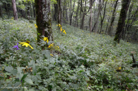 Bosque de cala rico de alta elevación del sur de los Apalaches - CEGL004973 Bosque de cala rico de alta elevación del sur de los Apalaches - CEGL004973