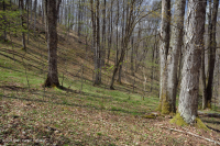 Bosque de calas ricas del norte de los Apalaches - CEGL006637 Bosque de calas ricas del norte de los Apalaches - CEGL006637