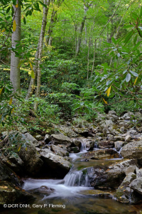 Bosque de cala ácida de alta elevación - CEGL007861 Bosque de cala ácida de alta elevación - CEGL007861
