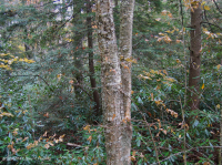 Bosque de cala ácida de alta elevación - CEGL007861 Bosque de cala ácida de alta elevación - CEGL007861