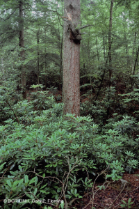 Bosque de cala ácida de gran altitud - CEGL007861 Bosque de cala ácida de gran altitud - CEGL007861