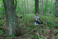 Bosque de roble rojo del norte de los Apalaches del sur (tipo de arbusto de hoja caduca) – CEGL007300 Bosque de roble rojo del norte de los Apalaches del sur (tipo de arbusto de hoja caduca) – CEGL007300