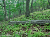Bosque de roble rojo del norte de los Apalaches del sur (tipo de arbusto de hoja caduca) – CEGL007300 Bosque de roble rojo del norte de los Apalaches del sur (tipo de arbusto de hoja caduca) – CEGL007300