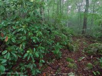 Bosque de robles rojos del norte de los Apalaches meridionales (arbusto perenne) – CEGL007299 Bosque de robles rojos del norte de los Apalaches meridionales (arbusto perenne) – CEGL007299