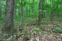 Bosque de roble rojo del norte de los Apalaches del sur (tipo de arbusto de hoja caduca) – CEGL007300 Bosque de roble rojo del norte de los Apalaches del sur (tipo de arbusto de hoja caduca) – CEGL007300