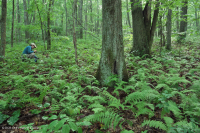 Bosque de roble rojo del norte de los Apalaches del sur (tipo de arbusto de hoja caduca) – CEGL007300 Bosque de roble rojo del norte de los Apalaches del sur (tipo de arbusto de hoja caduca) – CEGL007300