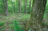 Bosque de roble rojo del norte de los Apalaches del sur (tipo de arbusto de hoja caduca) – CEGL007300 Bosque de roble rojo del norte de los Apalaches del sur (tipo de arbusto de hoja caduca) – CEGL007300