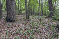 Bosque de roble rojo del norte de los Apalaches del sur (tipo de arbusto de hoja caduca) – CEGL007300 Bosque de roble rojo del norte de los Apalaches del sur (tipo de arbusto de hoja caduca) – CEGL007300