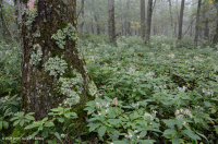 Bosque de roble rojo del norte de los Apalaches del sur (tipo de arbusto de hoja caduca) – CEGL007300 Bosque de roble rojo del norte de los Apalaches del sur (tipo de arbusto de hoja caduca) – CEGL007300