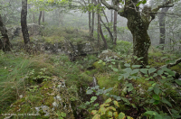 Bosque de roble rojo del norte de los Apalaches del sur (tipo de arbusto de hoja caduca) – CEGL007300 Bosque de roble rojo del norte de los Apalaches del sur (tipo de arbusto de hoja caduca) – CEGL007300