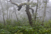 Bosque de robles rojos del norte de los Apalaches centrales - CEGL008506 Bosque de robles rojos del norte de los Apalaches centrales - CEGL008506