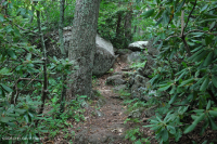Bosque de robles rojos del norte de los Apalaches meridionales (arbusto perenne) – CEGL007299 Bosque de robles rojos del norte de los Apalaches meridionales (arbusto perenne) – CEGL007299